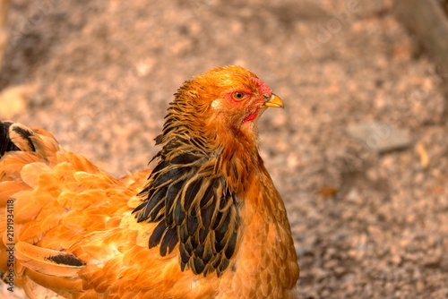 Obraz w ramie Huhn