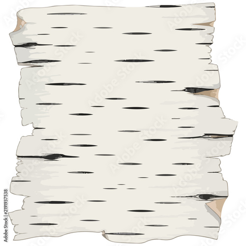 White Birch Tree Bark Scroll Vector Graphic Illustration