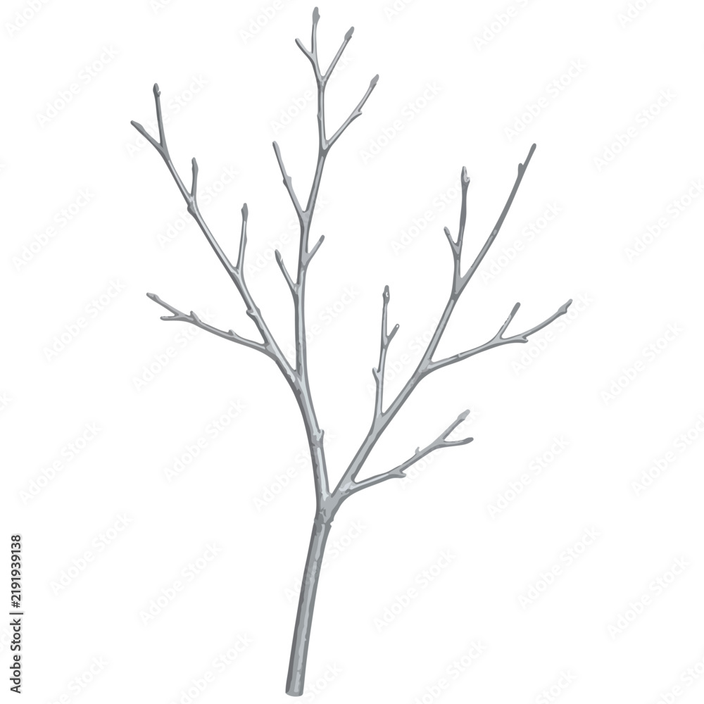 Fototapeta premium Bare Tree Branch Vector Illustration Isolated on White Background
