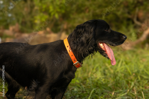 Obraz na płótnie springer spaniel 