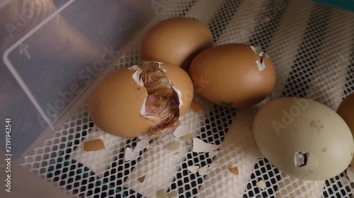 Newborn wet chick breaking the eggshell to be born in a home incubator, representing the miracle of life, new beginnings, and the fragility of new life in an agricultural setting