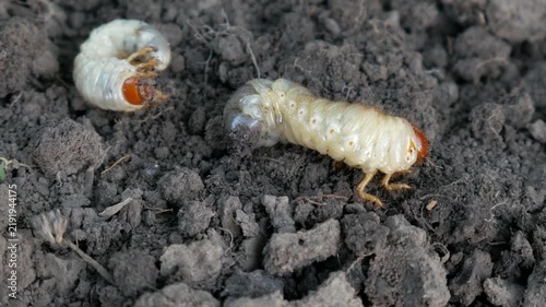 Macro Close-Up of Cockchafer Beetle Larva Melolontha Crawling and Burrowing into Dark Agricultural Soil.