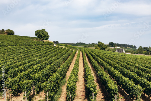 Фотография Rows of lush green grapevines stretching across rolling vineyards in Saint Emili