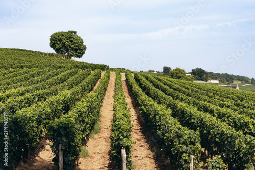 Картината върху платно Rows of lush green grapevines stretching across rolling vineyards in Saint Emili