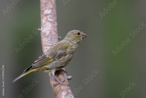 Naklejka Greenfinch