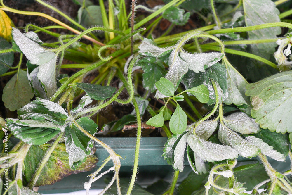 Obraz premium strawberry plant suffering from powdery mildew disease with white fuzzy fungal growth on leaves in garden