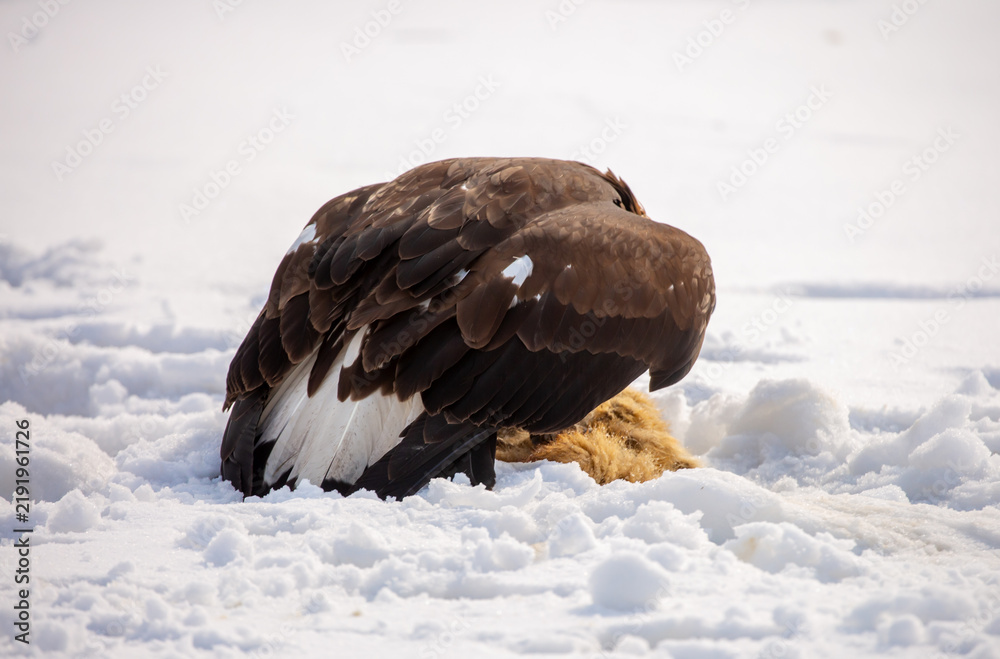 Obraz premium A bird of prey hunts its prey. A large eagle caught a fox against a backdrop of snow. Falconry. Berkutchi. A national tradition of Asia. A golden eagle sits in the snow, clinging to its prey.