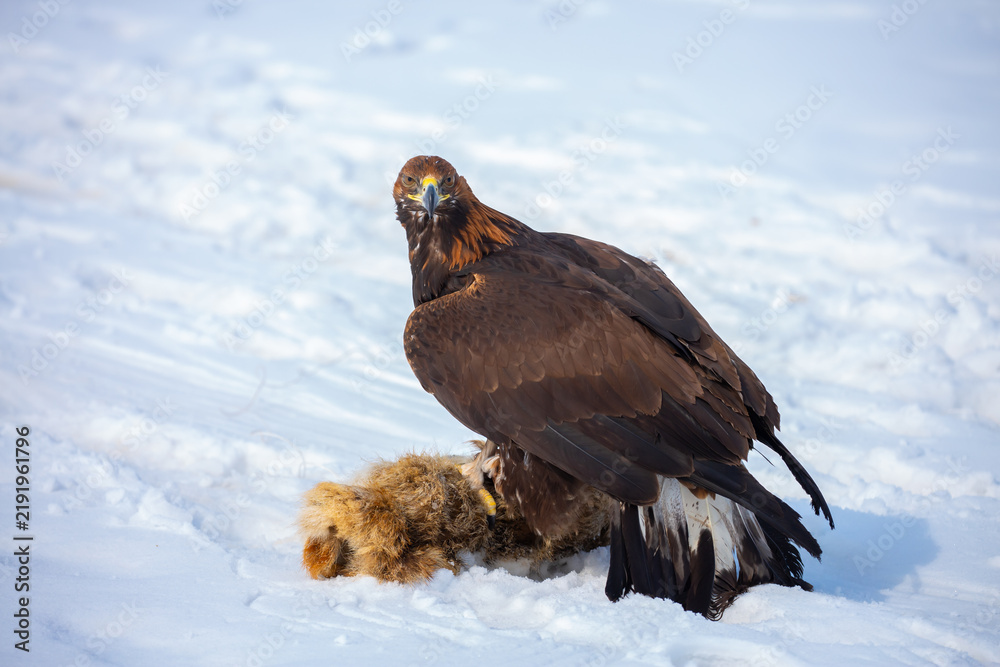 Fototapeta premium Golden eagle in snow during falconry training, perched on a traditional fur lure in a winter landscape, showcasing the power and beauty of a trained bird of prey.