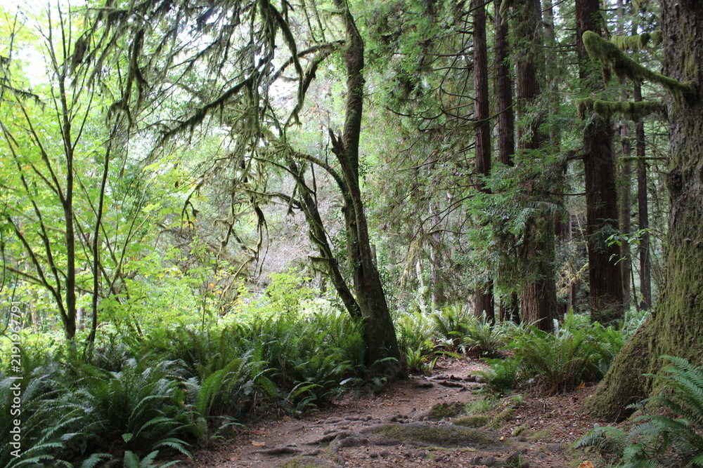 Fototapeta premium footpath in the forest