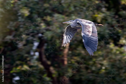 Foto Grey Heron in mid flight