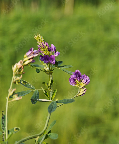 Naklejka Purple flower