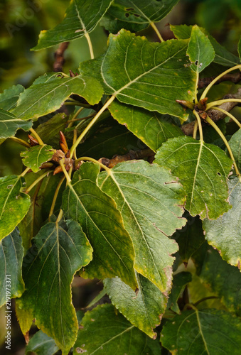 green leaves