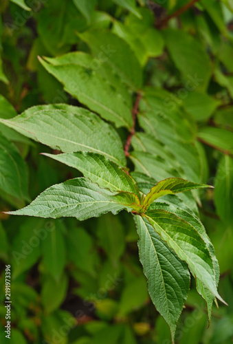 green leaves on a tree