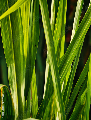green grass background