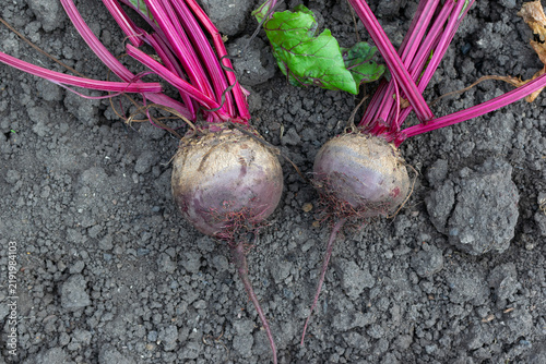 Freshly Harvested Beetroot on Soil in Organic Garden
