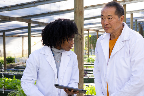 Diverse researchers wearing lab coats discussing data while holding tablet in greenhouse by trays