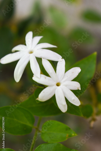Star Jasmine (Jasminum multiflorum, Downy Jasmine, Indian Jasmine, Indian Pichcha) Flowers, Kelaniya, Sri Lanka.