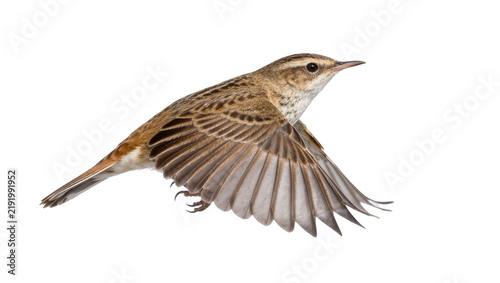 Obraz na plátně Small brown bird with striped plumage in flight, isolated on transparent backgro