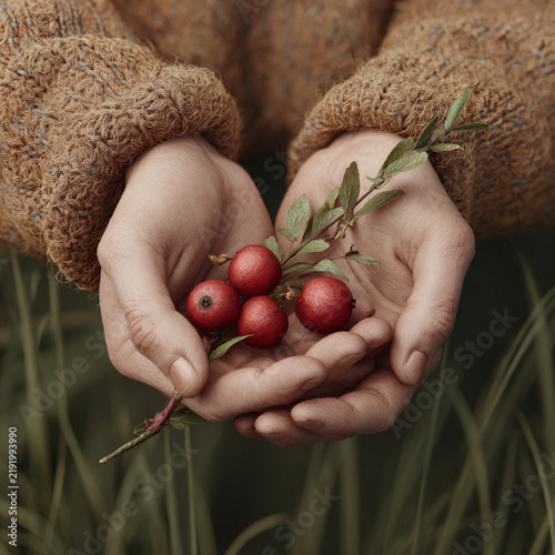 Hands gently holding red berries and green leaves in a natural setting during a calm afternoon