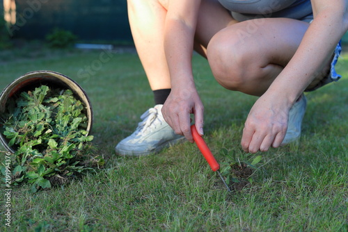 The woman removes weeds from the lawn in the garden