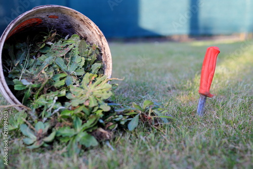 A bucket of weeds removed from a garden lawn with a knife