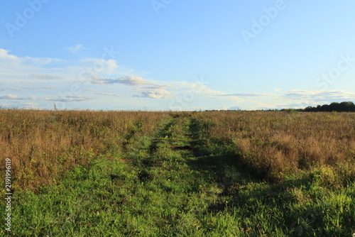 field of grass and sky