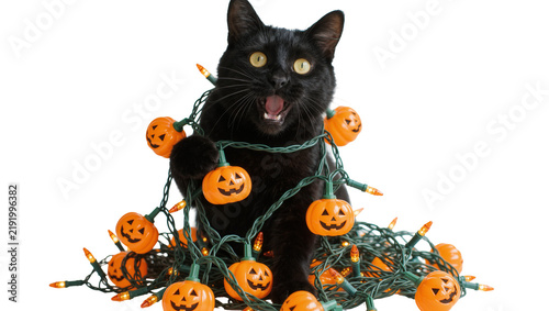 Black cat entangled in Halloween pumpkin string lights, isolated on transparent background