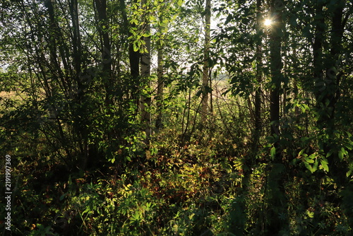 sun rays through trees