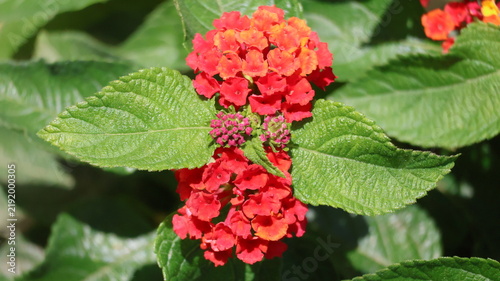 Cuadro en lienzo Red lantana close up