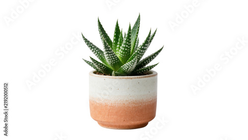 Фотография Green succulent plant with white spots in a two-tone ceramic pot, isolated on tr