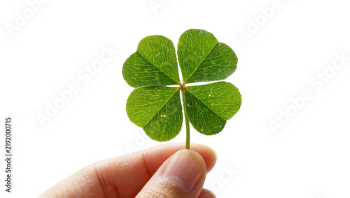 Cuadro en lienzo Human hand holding a vibrant green four-leaf clover, isolated on transparent bac