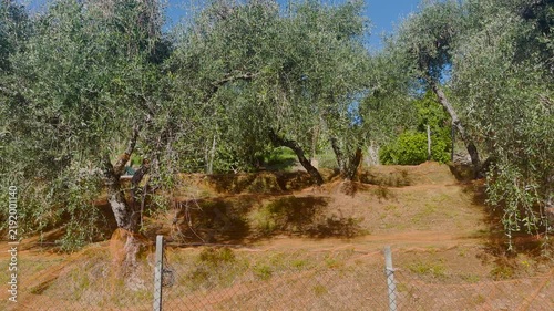 Olive harvest nets spread under trees. Traditional agricultural olive oil production industry. Mediterranean grove harvesting season farming.