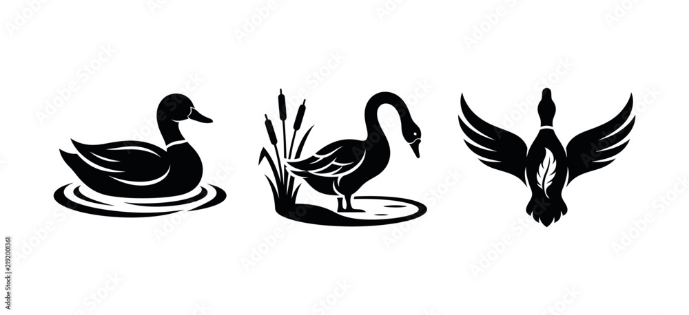 Obraz premium Set of three black and white duck and swan silhouettes in different poses for nature themed graphic design with duck silhouette waterfowl icon bird graphics swimming duck flying duck