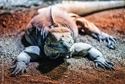 Bild auf Leinwand Portrait photograph of a lurking monitor lizard.