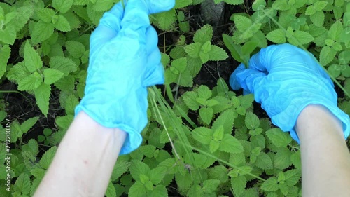 Close-up of gardener hands in blue protective gloves pulling weeds from a lemon balm herb bed in a garden.
