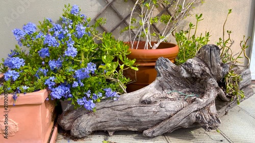 Plumbago auriculata blooming in terracotta pots. Mediterranean balcony garden decoration styling trends. Rustic outdoor terrace patio design ideas.