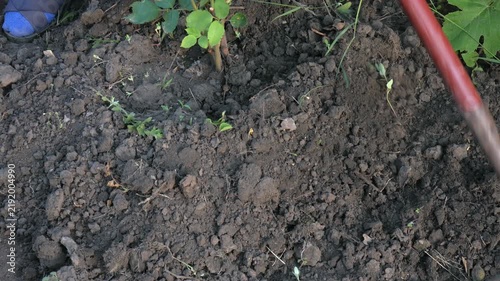 Close-Up of a Gardener Using a Hoe to Loosen Soil Around a Young Rose Bush.