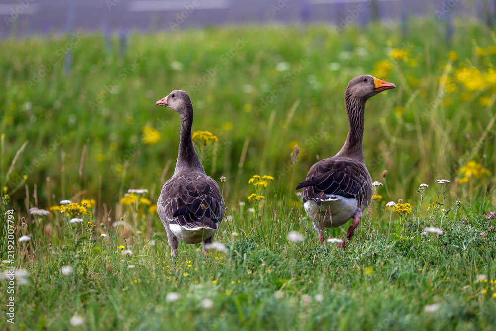 Fototapeta premium Canadian geese with their young in the Port of Rotterdam as their habitat