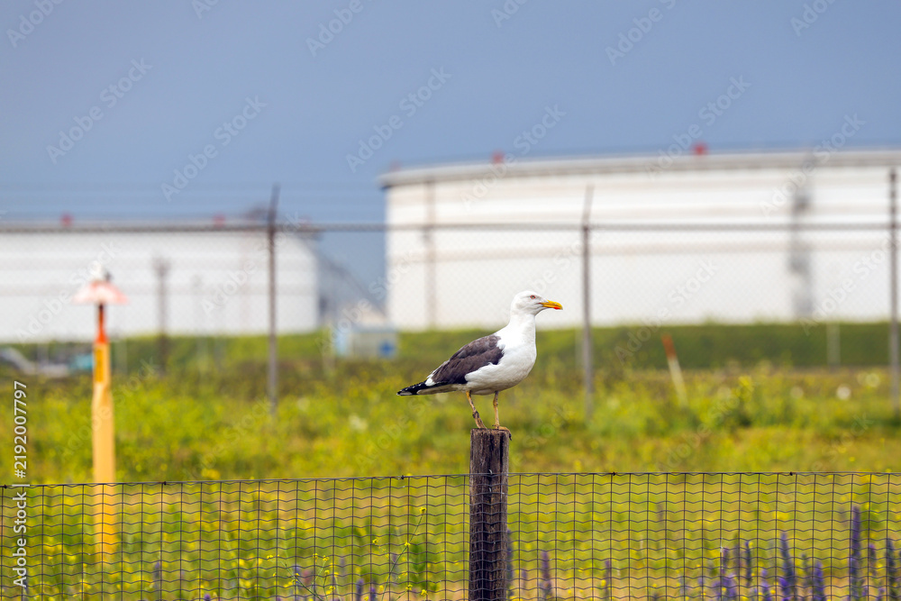 Fototapeta premium Seagull on pole in the Port of Rotterdam as their habitat