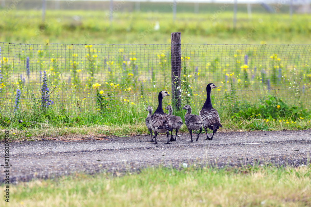 Fototapeta premium Canadian geese with their young in the Port of Rotterdam as their habitat