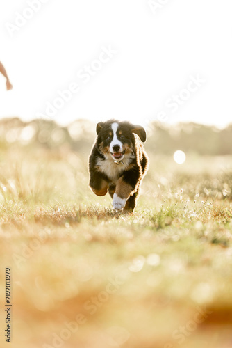 Happy dog running across sunlit grassy field toward camera during golden hour with blurred background