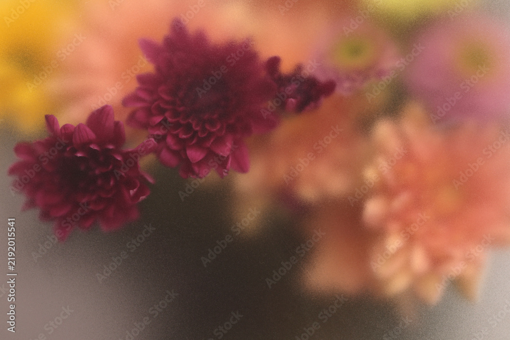 Obraz premium Smoke selected soft focus autumn chrysanthemum aster Flower bouquet through translucent matte frosted glass. Abstract natural blurred grain fog background.