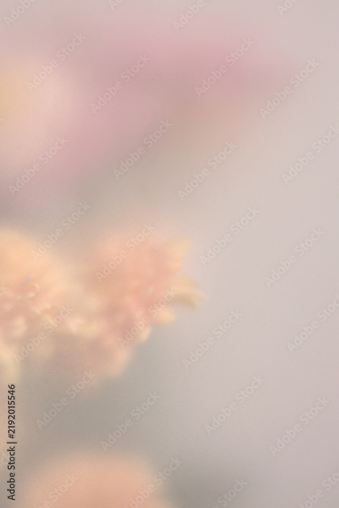 Obraz premium Smoke selected soft focus autumn chrysanthemum aster Flower bouquet through translucent matte frosted glass. Abstract natural blurred grain light fog background.