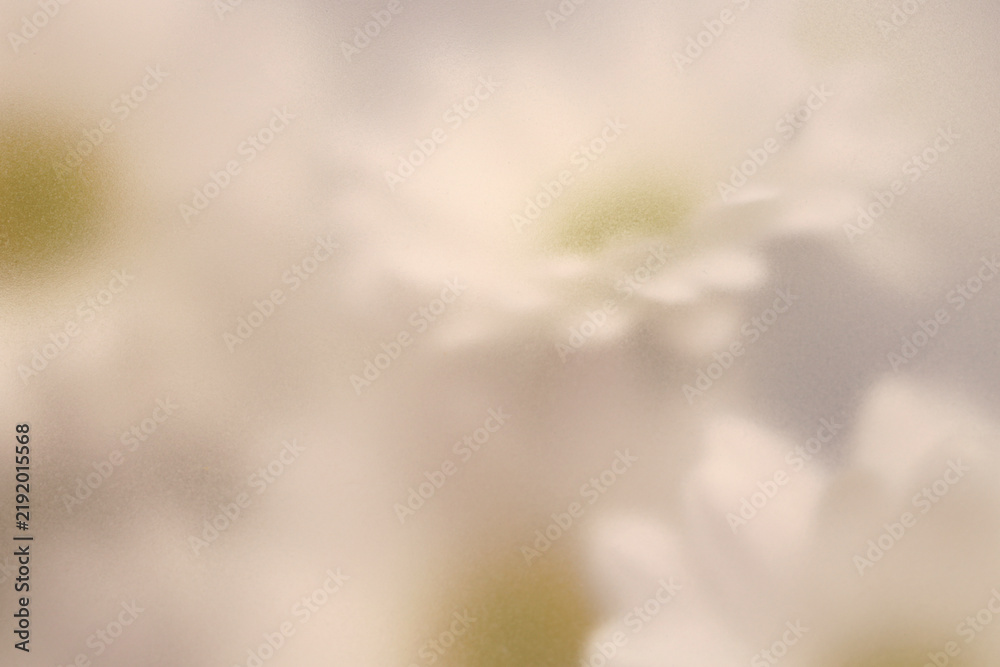 Obraz premium Smoke selected soft focus autumn Chamomile, chrysanthemum aster Flower through translucent matte frosted glass. Abstract natural blurred grain light fog background.