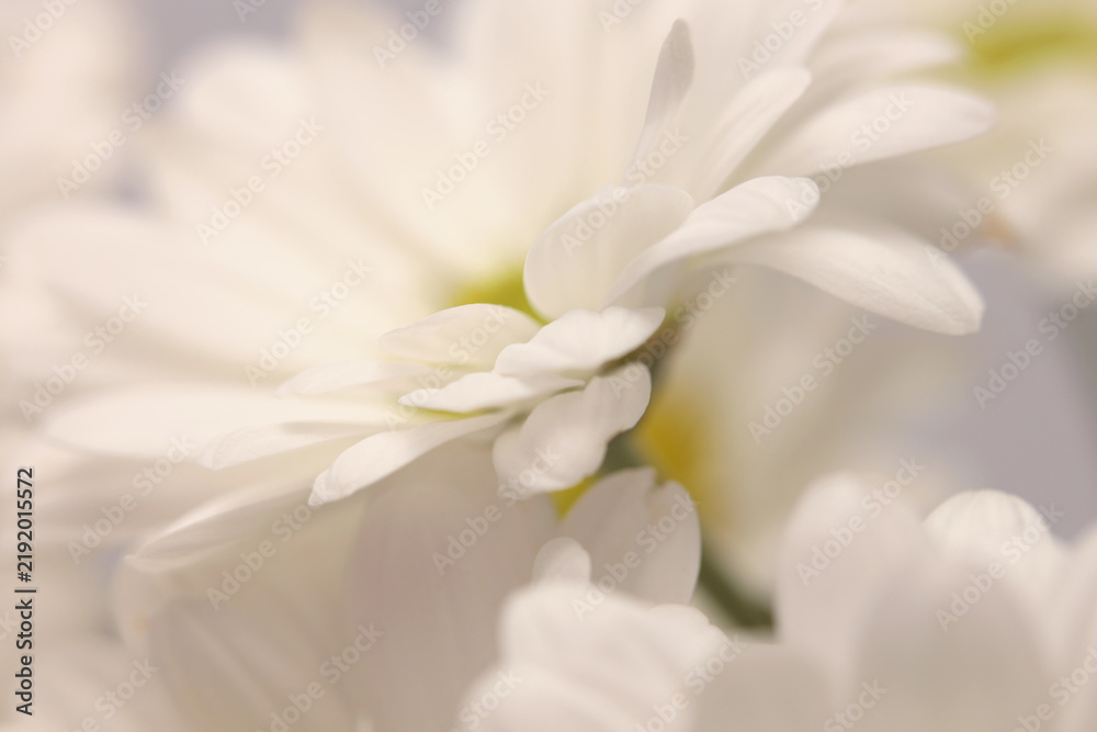 Obraz premium Close-up smoke selected soft focus cream beige white Chamomile, chrysanthemums; aster, gerbera Flower bud. Neutral macro background