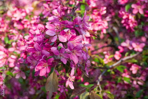 Vibrant pink blossoms and leaves on dense branches. Apple tree bloom in sunny garden. Beautiful spring nature closeup with softly blurred background.