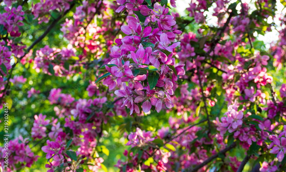 Fototapeta premium Beautiful ornamental apple tree branches covered with vibrant pink flowers. Blooming spring garden. Perfect nature background for floral design.