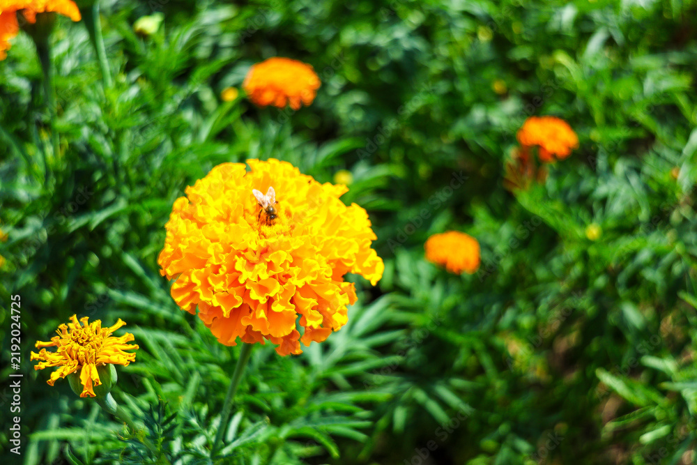 Fototapeta premium Bright orange marigolds (tagetes) flowering in Summer. 