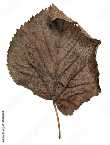 Old Dry Brown Leaf with Curled Tip Isolated on White