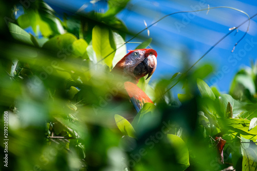 Fotografie scarlet macaw